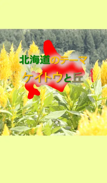 [LINE着せ替え] 夏の北海道の風景「ケイトウ(花)と丘」の画像1