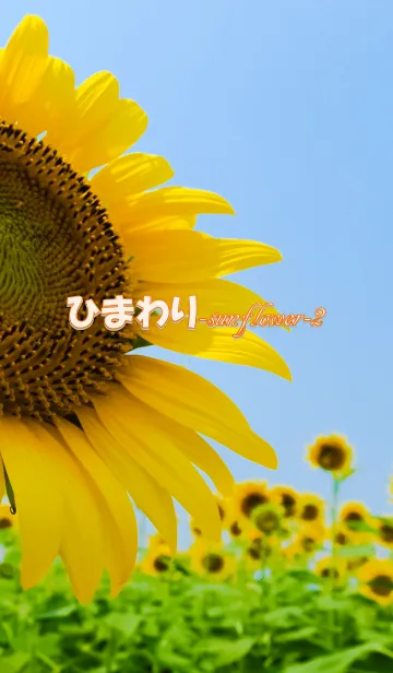 [LINE着せ替え] ひまわり-sunflower-2 ver.2の画像1