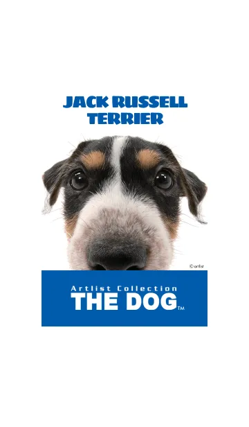 [LINE着せ替え] THE DOG ジャック・ラッセル・テリア 2の画像1