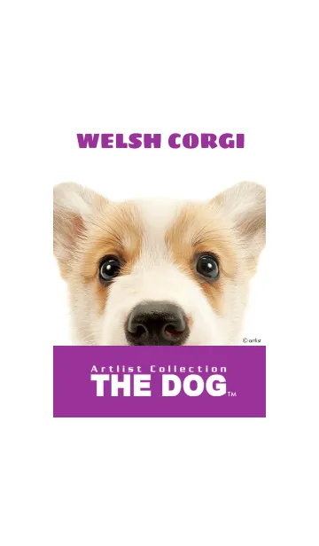 [LINE着せ替え] THE DOG ウェルシュ•コーギー 2の画像1