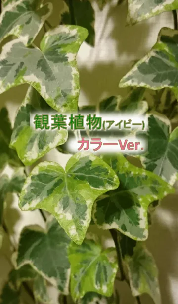 [LINE着せ替え] 観葉植物(アイビー)のテーマ Ver.カラフルの画像1