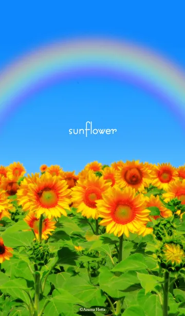 [LINE着せ替え] .*sunflower*.の画像1