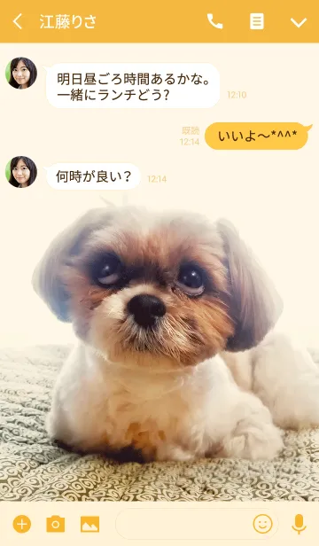 [LINE着せ替え] シーズー犬かぼす2の画像3