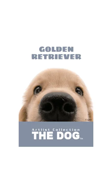[LINE着せ替え] THE DOG ゴールデン • レトリーバー 2の画像1