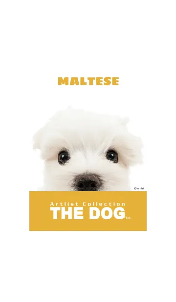 [LINE着せ替え] THE DOG マルチーズ 2の画像1