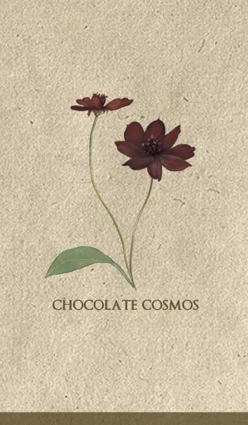 [LINE着せ替え] Chic Chocolate Cosmosの画像1