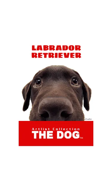 [LINE着せ替え] THE DOG ラブラドール•レトリーバー 2の画像1