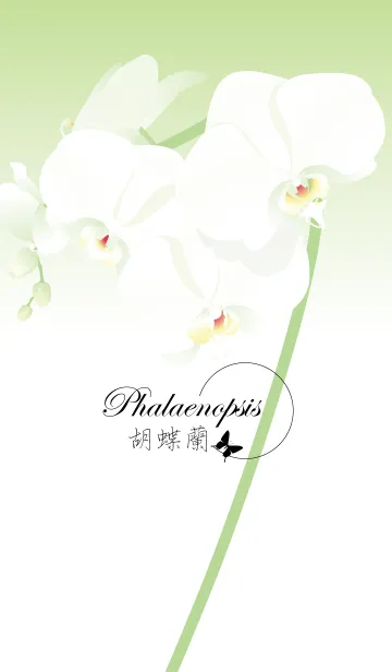 [LINE着せ替え] 胡蝶蘭（花）の画像1