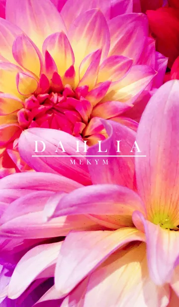 [LINE着せ替え] DAHLIA 2 -MEKYM-の画像1