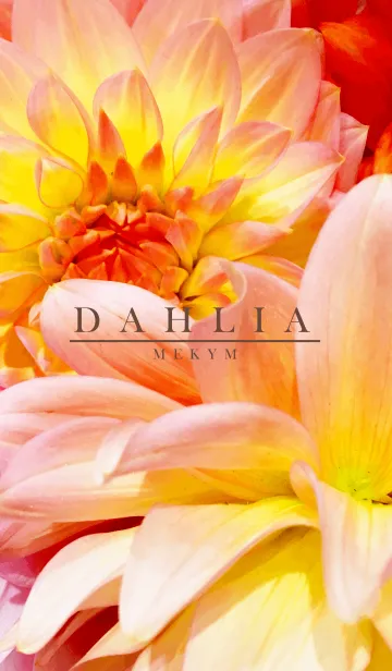 [LINE着せ替え] DAHLIA 5 -MEKYM-の画像1
