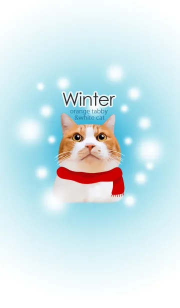 [LINE着せ替え] Winter 茶白猫＠冬特集の画像1