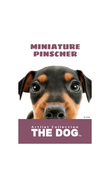 [LINE着せ替え] THE DOG ミニチュア•ピンシャー 2の画像1