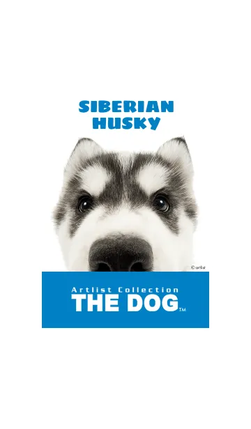 [LINE着せ替え] THE DOG シベリアン•ハスキー2の画像1