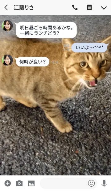[LINE着せ替え] 野良猫！の画像3