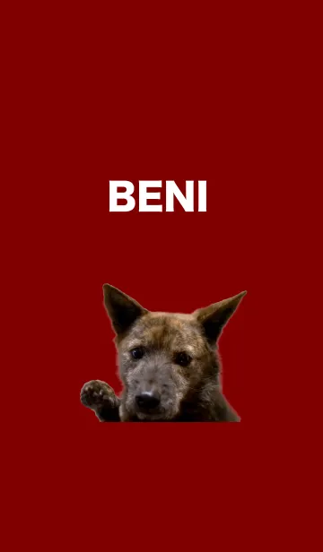 [LINE着せ替え] 甲斐犬BENIきせかえの画像1