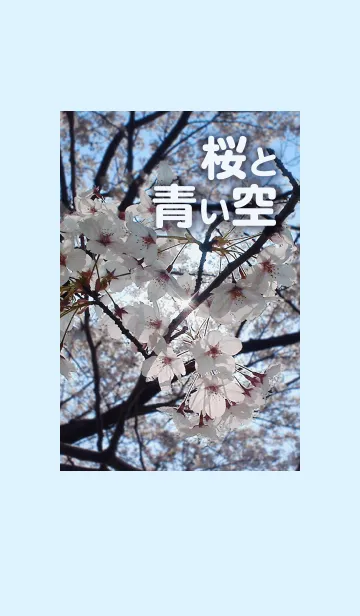 [LINE着せ替え] 桜と青い空の画像1