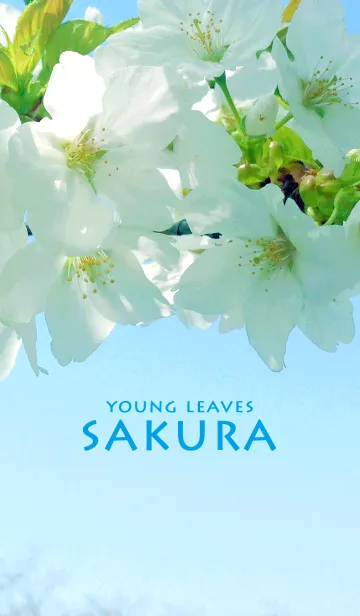 [LINE着せ替え] 若葉と桜の画像1
