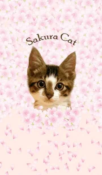 [LINE着せ替え] 桜と猫の画像1