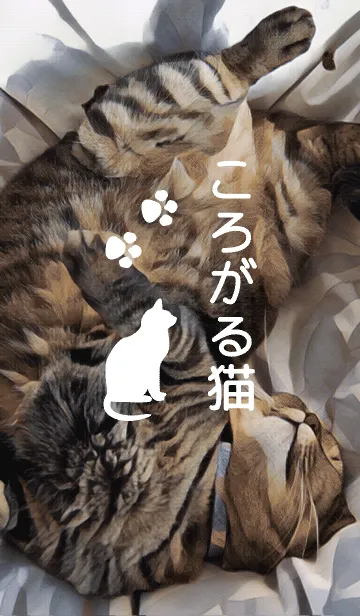 [LINE着せ替え] ころがる猫の画像1