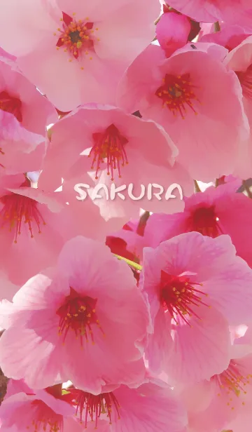 [LINE着せ替え] SAKURA〜桜の画像1