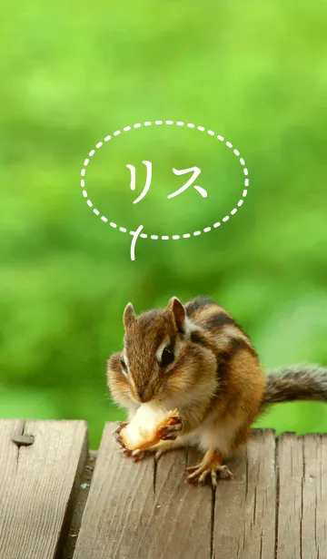 [LINE着せ替え] Funny and cute squirrel theme.の画像1