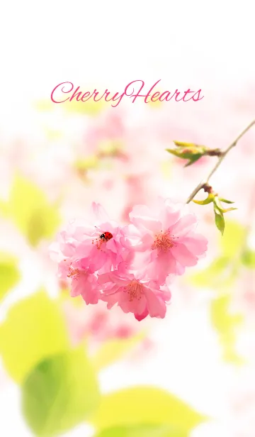 [LINE着せ替え] CherryHeartsの画像1