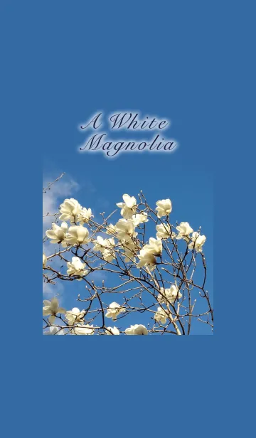 [LINE着せ替え] A White Magnolia-白木蓮の画像1