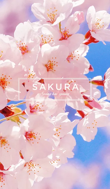 [LINE着せ替え] SAKURA＊桜の画像1