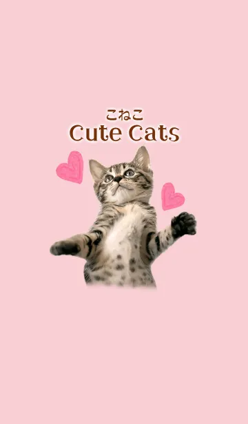 [LINE着せ替え] こねこ Cute Catsの画像1