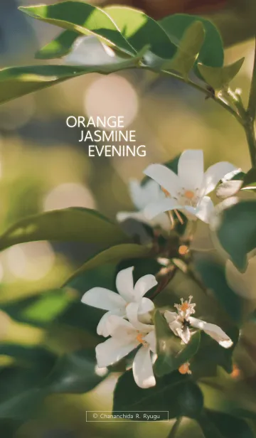 [LINE着せ替え] ORANGE JASMINE EVENINGの画像1