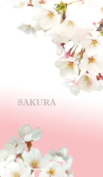 [LINE着せ替え] 桜さくらサクラ2の画像1