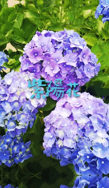 [LINE着せ替え] あじさいの花 3。の画像1