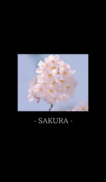 [LINE着せ替え] SIMPLE SAKURA THEME 1 //の画像1