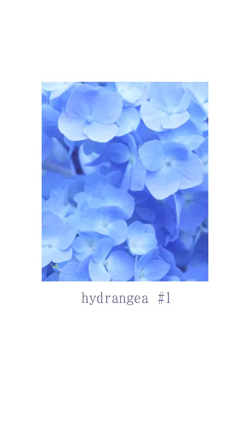 [LINE着せ替え] 紫陽花と水彩 #1の画像1
