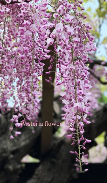 [LINE着せ替え] Wisteria flower.の画像1