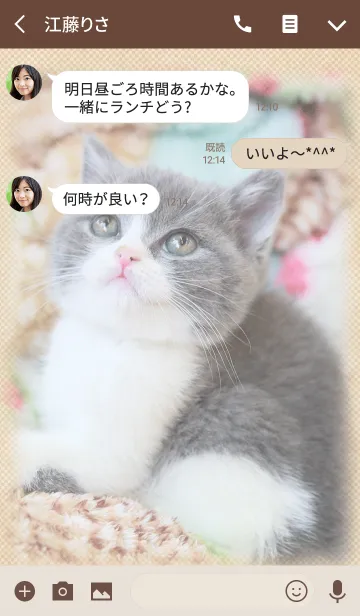 [LINE着せ替え] 癒し子猫♪ブリティッシュショートヘアの画像3