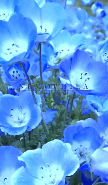 [LINE着せ替え] NEMOPHILA -MEKYM- 4の画像1