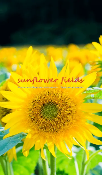 [LINE着せ替え] sunflower fields ver.2の画像1