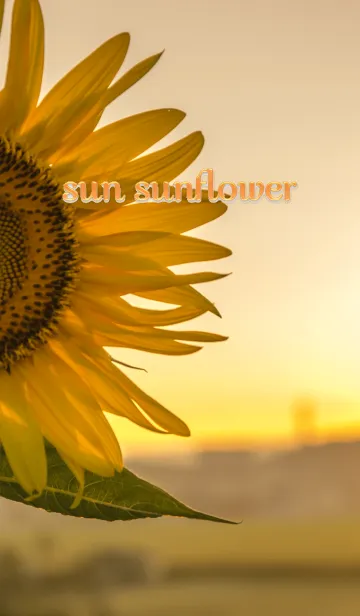 [LINE着せ替え] sun sunflower ver.3の画像1