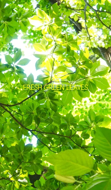 [LINE着せ替え] Fresh Green Leaves #freshの画像1