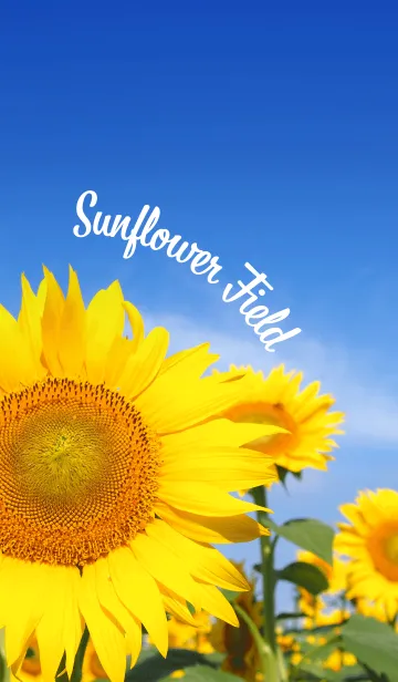 [LINE着せ替え] Sunflower Field ＆ Blue Sky #freshの画像1
