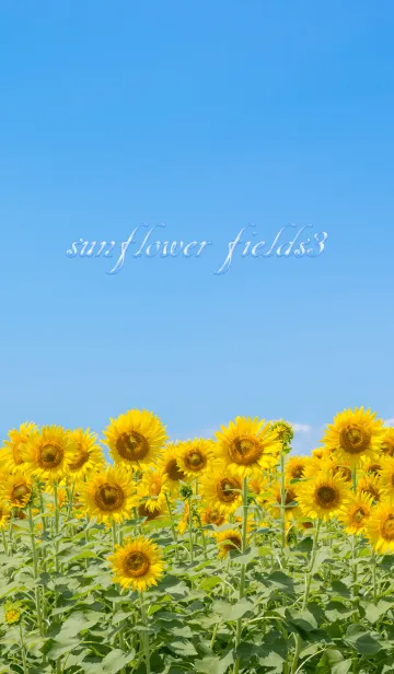 [LINE着せ替え] sunflower fields3 ver.3の画像1