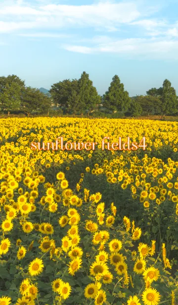 [LINE着せ替え] sunflower fields4 ver.3の画像1