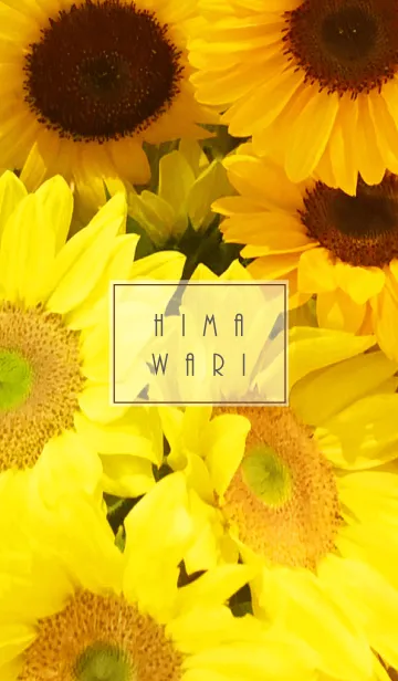 [LINE着せ替え] HIMAWARI -SUMMER-の画像1