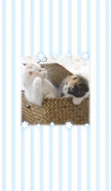[LINE着せ替え] 癒し子猫♪Cats gardenの画像1