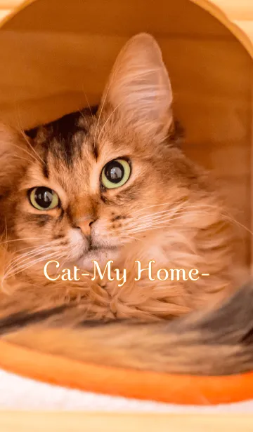 [LINE着せ替え] Cat-My Home-Ver.3の画像1