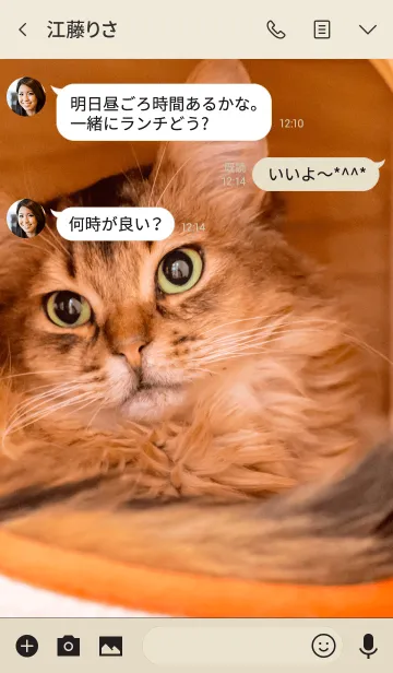 [LINE着せ替え] Cat-My Home-Ver.3の画像3