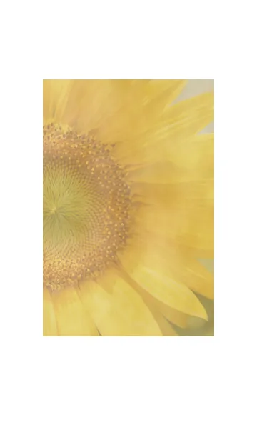 [LINE着せ替え] ＝Sunflower＝ 32の画像1