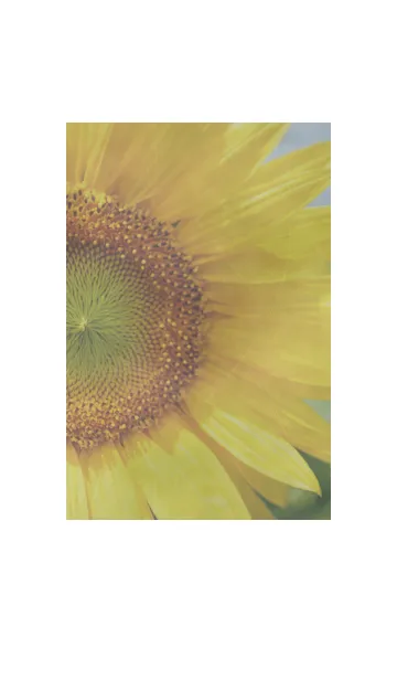 [LINE着せ替え] ＝Sunflower＝ 33の画像1