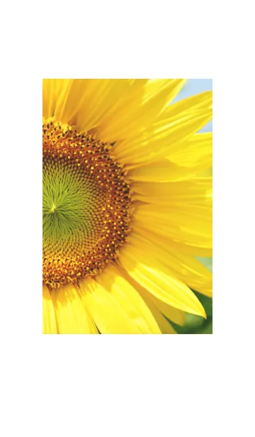 [LINE着せ替え] ＝Sunflower＝ 20の画像1